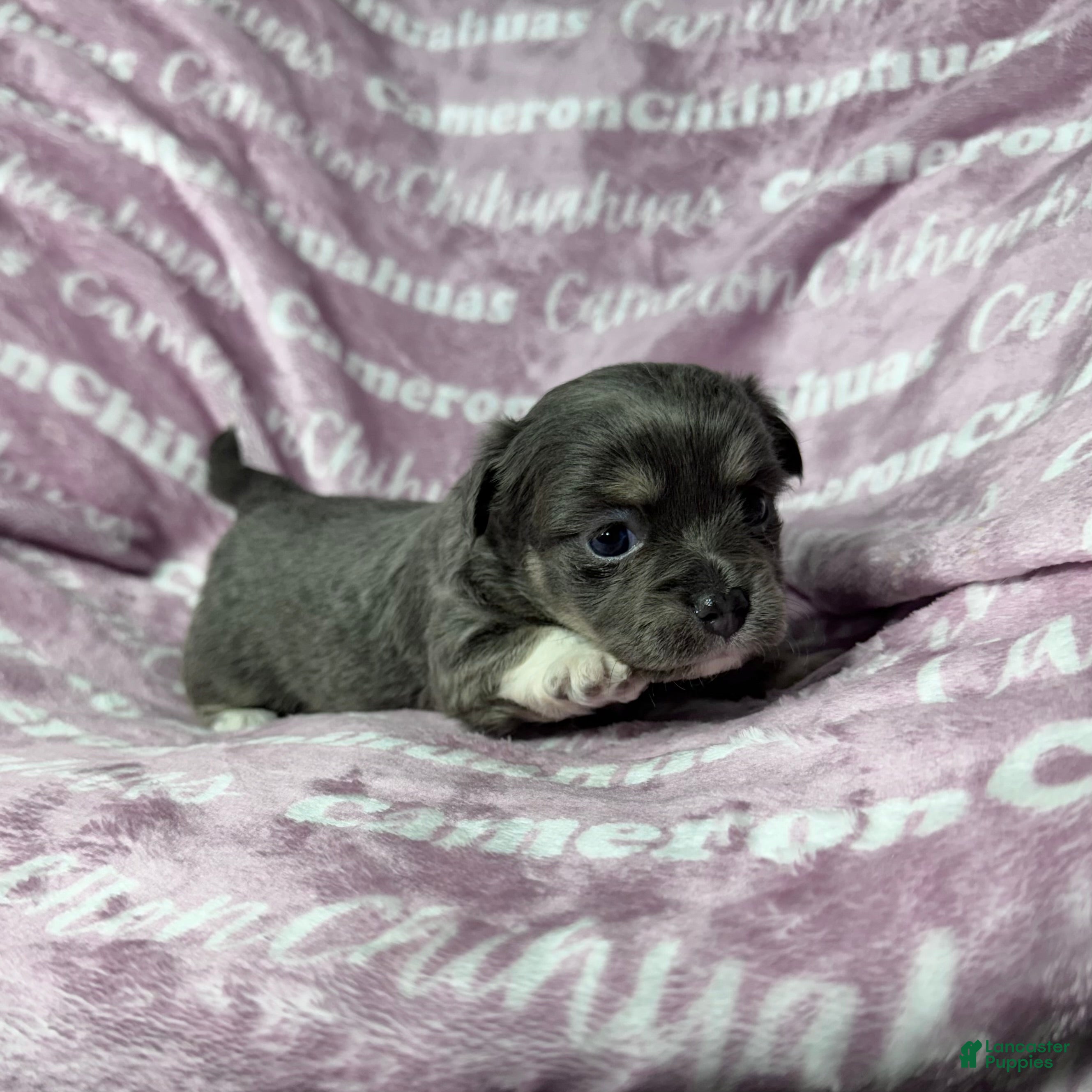 Chihuahua dogs Fern Blue Long Coat - Ad 2