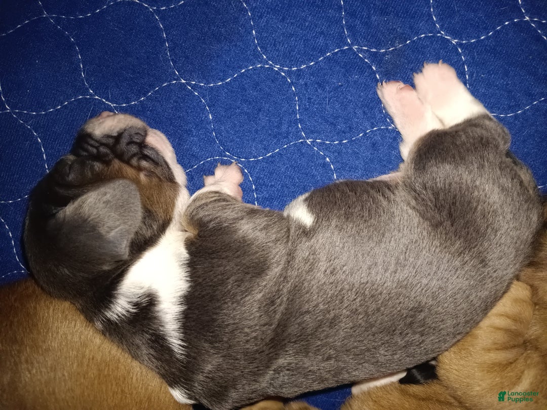 Basset Hound dogs for sale: Grumpy - Ad 5