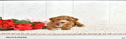 Miniature Poodle dogs for sale: Ranae - Ad 6