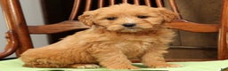 Mini Goldendoodle dogs for sale: Polly - Ad 1