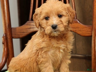 Mini Goldendoodle dogs Polly - Ad 4