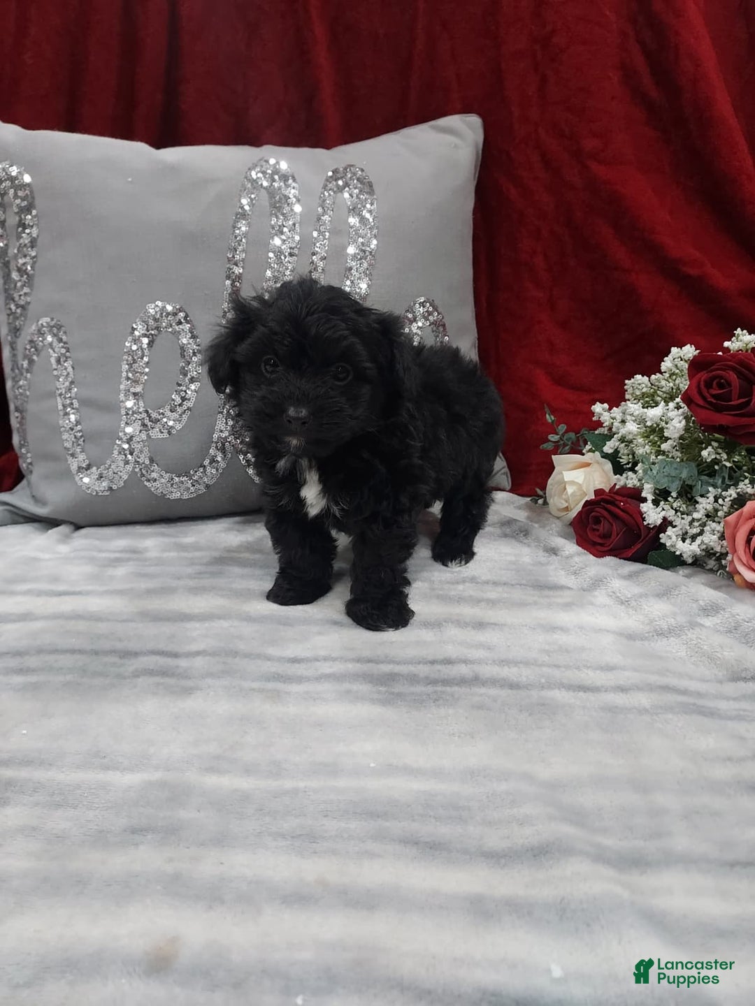 Mixed Breed dogs for sale: Romo - Ad 5