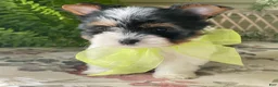Biewer Terrier dogs for sale: Whisper - Ad 20