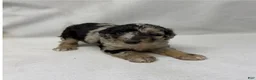 Aussiedoodle dogs for sale: Whitney - Ad 4