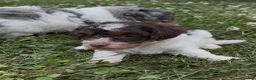 Miniature Poodle dogs for sale: Precious - Ad 2