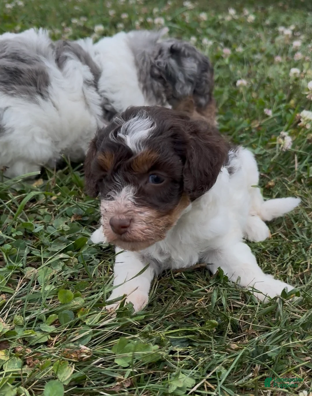 Miniature Poodle dogs for sale: Precious - Ad 2