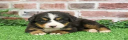 Bernese Mountain Dog dogs for sale: Snowflake  - Ad 22