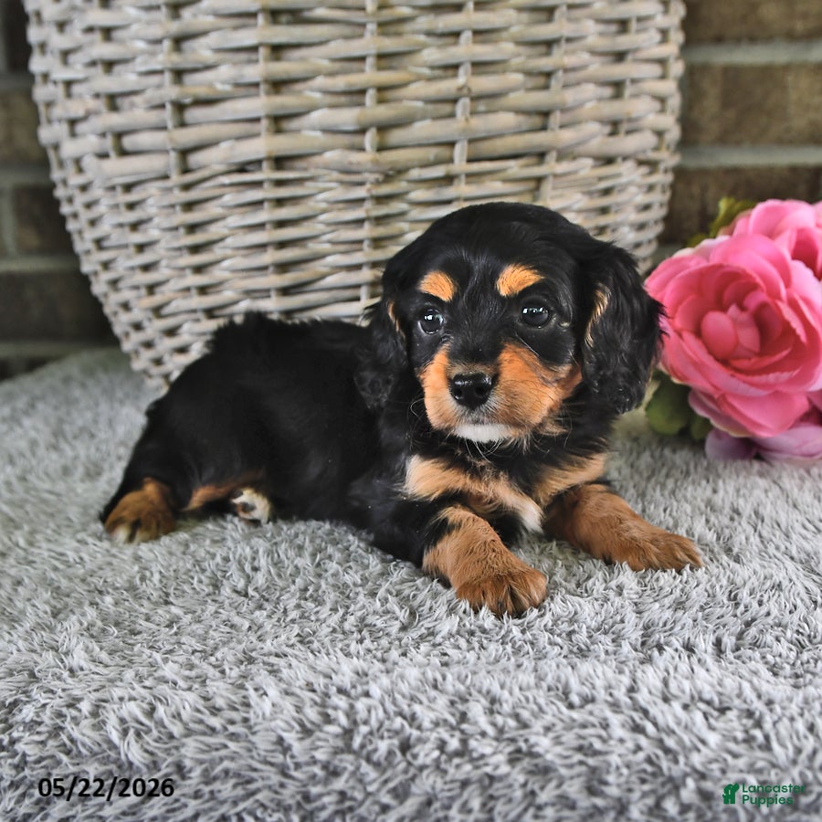Cavachon dogs Benji - Ad 1