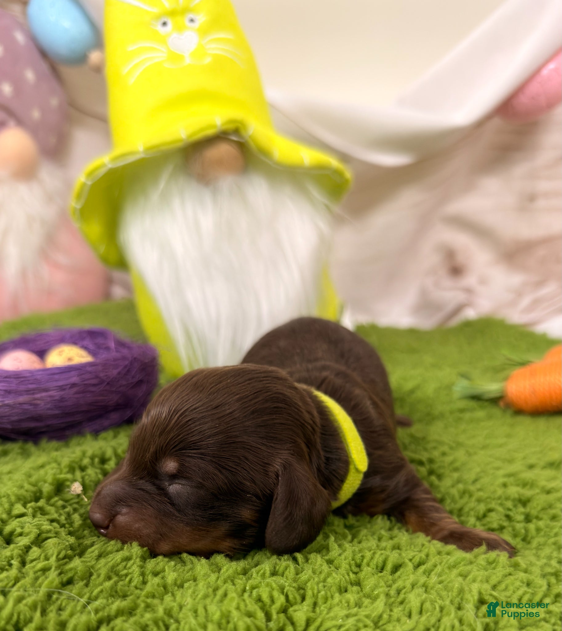 Miniature Dachshund dogs Miniature Dachshund Puppy 4 - Ad 23