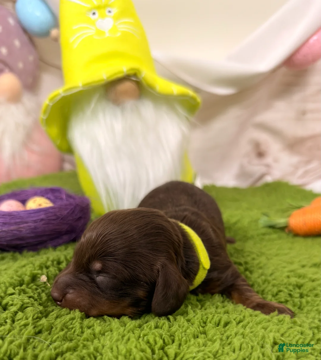 Miniature Dachshund dogs for sale: Miniature Dachshund Puppy 4 - Ad 1