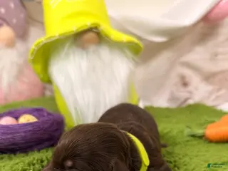 Miniature Dachshund dogs Miniature Dachshund Puppy 4 - Ad 23