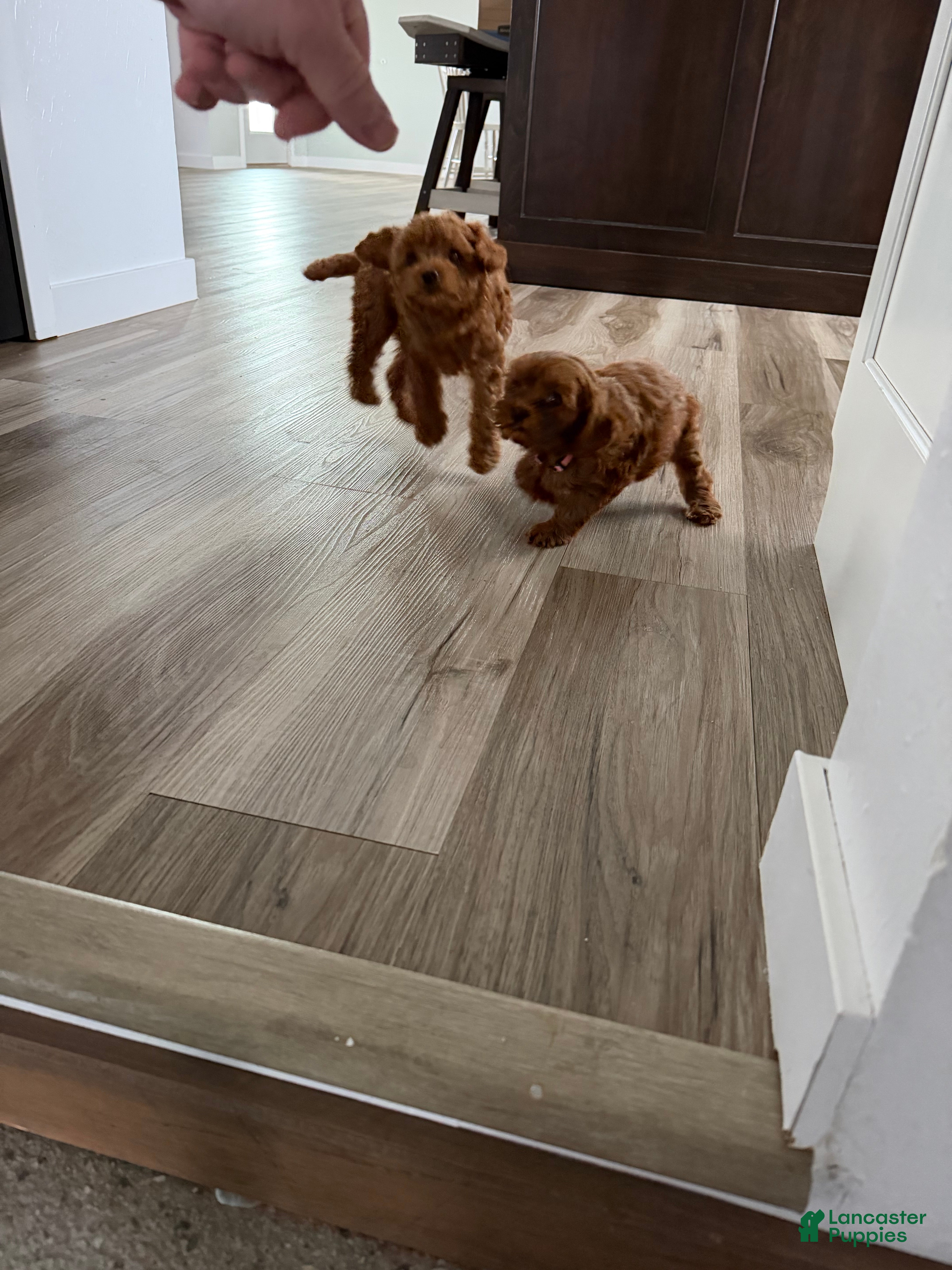 Cavapoo dogs Cavapoo Puppy 2 - Ad 2