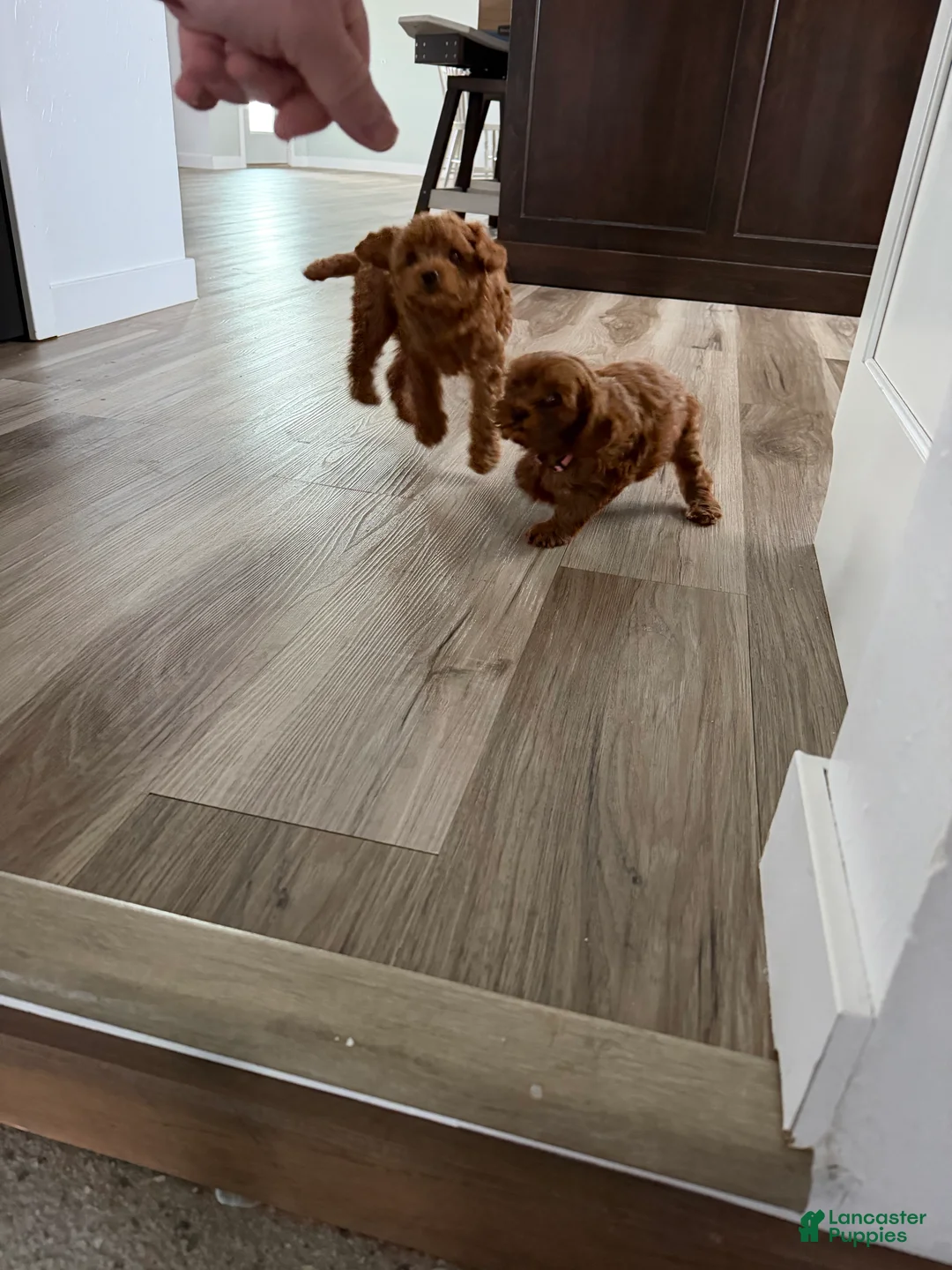 Cavapoo dogs for sale: Cavapoo Puppy 2 - Ad 2