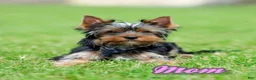 Yorkshire Terrier dogs for sale: Gunner - Ad 6