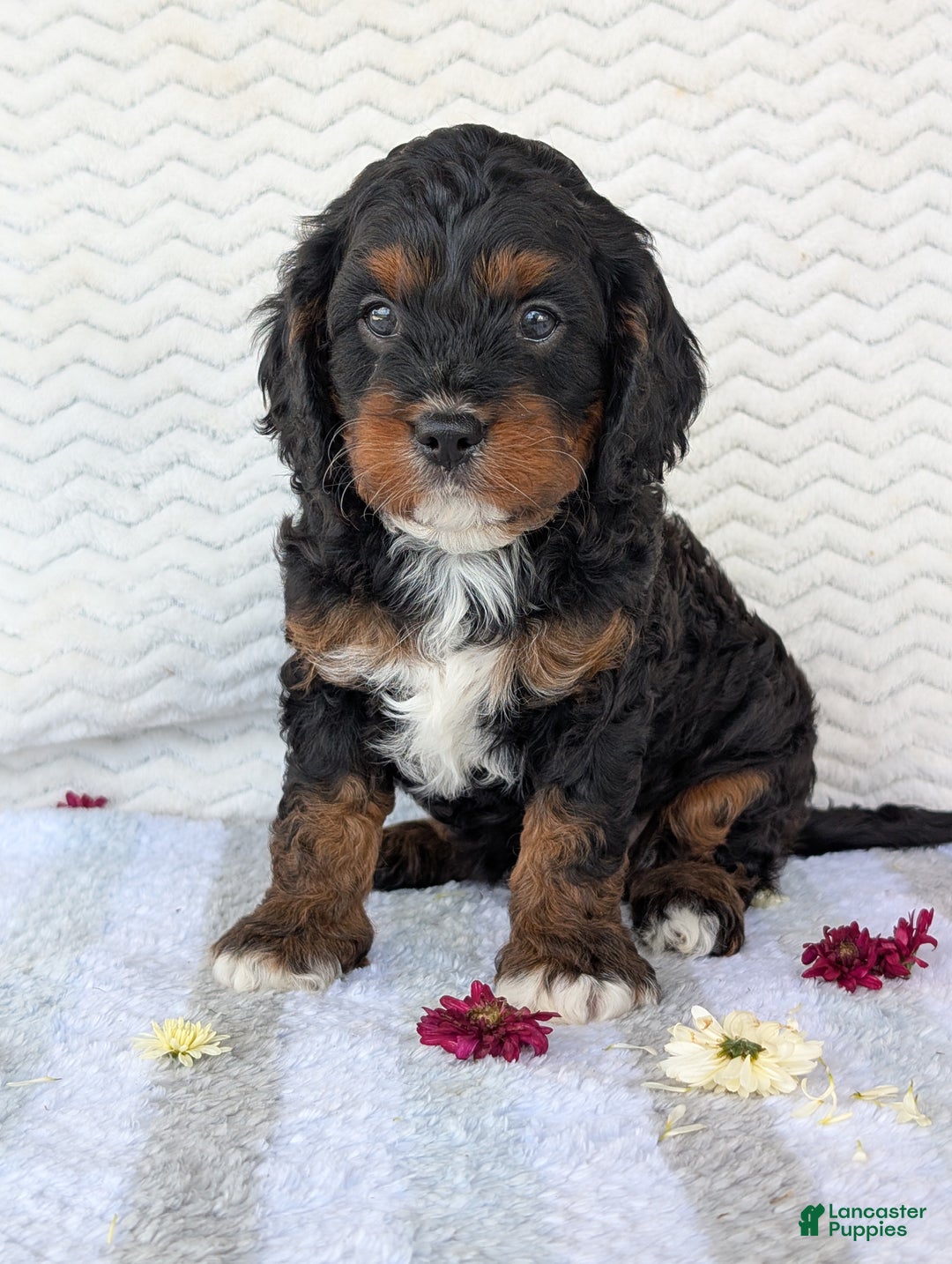 Cavapoo dogs for sale: Abby - Ad 3