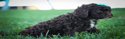 Cavapoo dogs for sale: COCOA - Ad 10