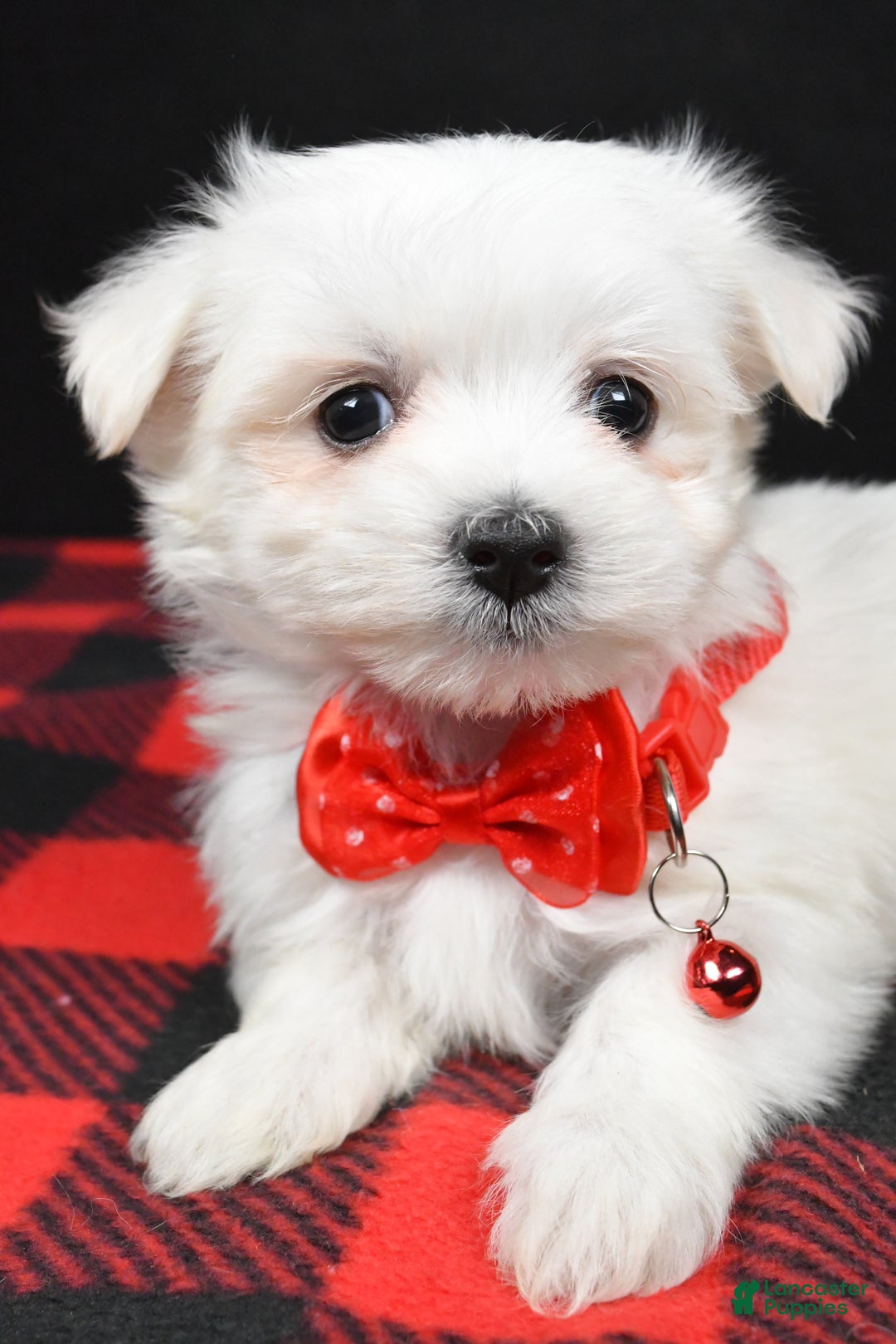 Maltese dogs for sale: Montey - Ad 3