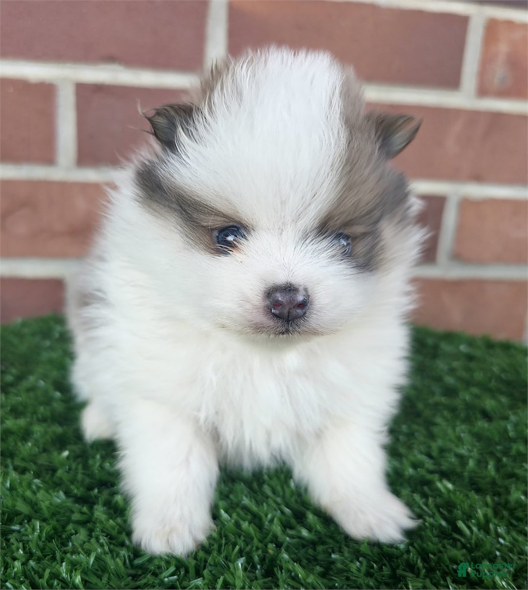 Pomeranian dogs for sale: Pomeranian Puppy 1 - Ad 3
