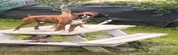 Boxer dogs for sale: Berlín  - Ad 3