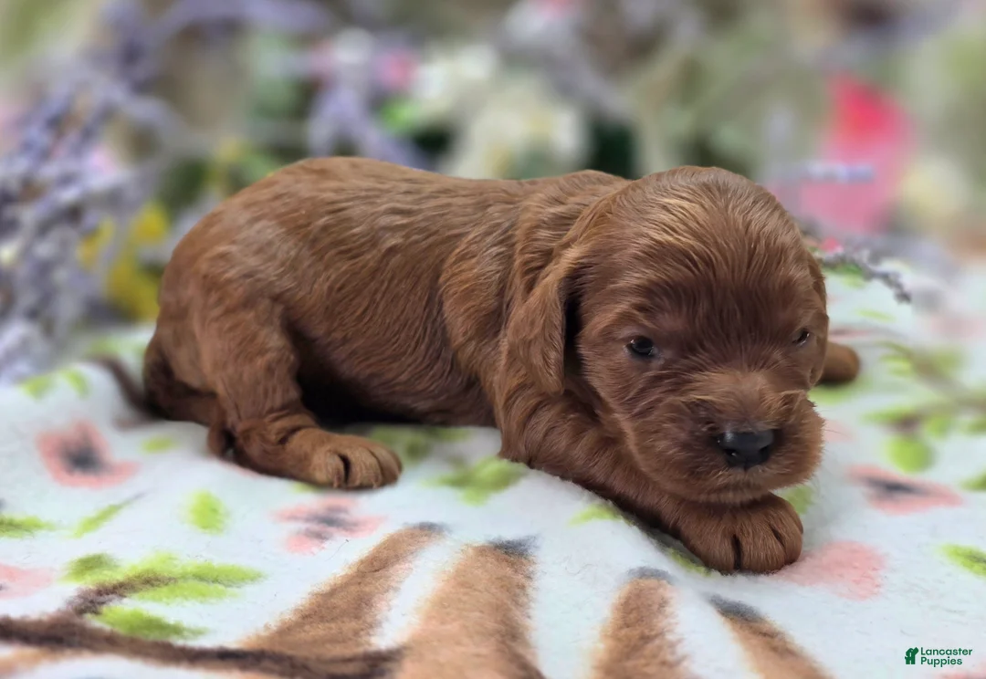 Cockapoo dogs for sale: Prada - Ad 1