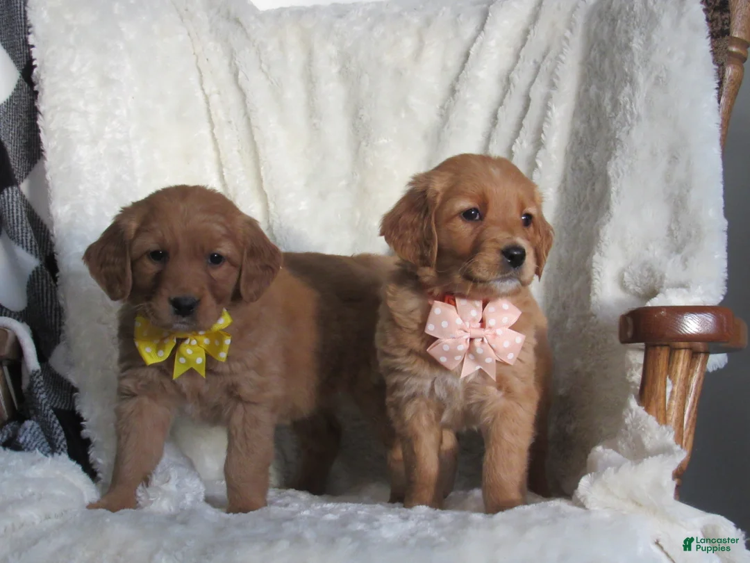 Golden Retriever dogs for sale: HAILEY - Ad 3