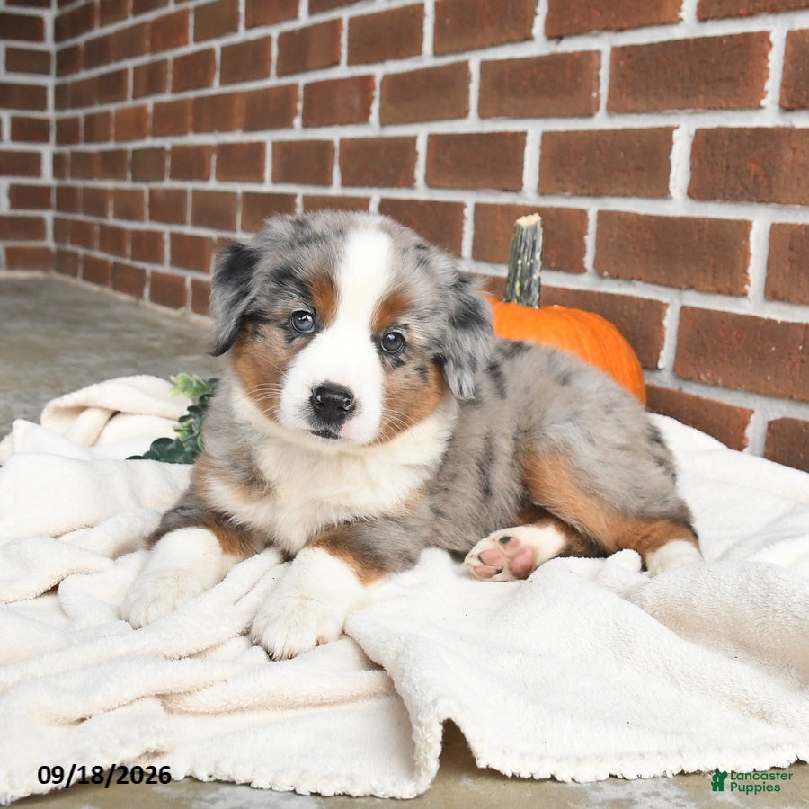 Miniature Australian Shepherd dogs Hope - Ad 2