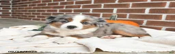 Miniature Australian Shepherd dogs for sale: Hope - Ad 2
