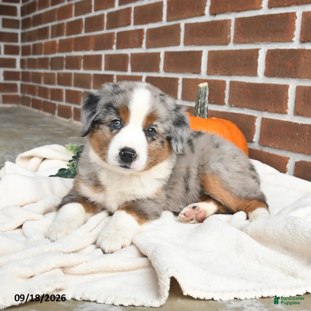 Miniature Australian Shepherd dogs for sale: Hope - Ad 2