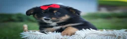 Mini Aussiedoodle dogs for sale: Laney🦋 - Ad 7