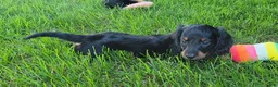 Miniature Dachshund dogs for sale: Vander - Ad 4