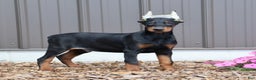 Doberman Pinscher dogs for sale: Black Ace - Ad 1