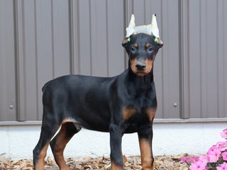 Doberman Pinscher dogs Black Ace - Ad 34