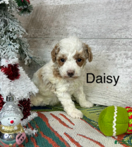 Toy Poodle dogs Daisy - Ad 32