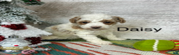 Toy Poodle dogs for sale: Daisy - Ad 1