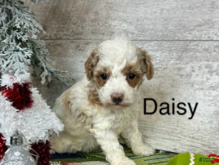 Toy Poodle dogs Daisy - Ad 32