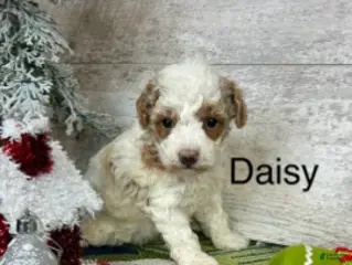 Toy Poodle dogs Daisy - Ad 27