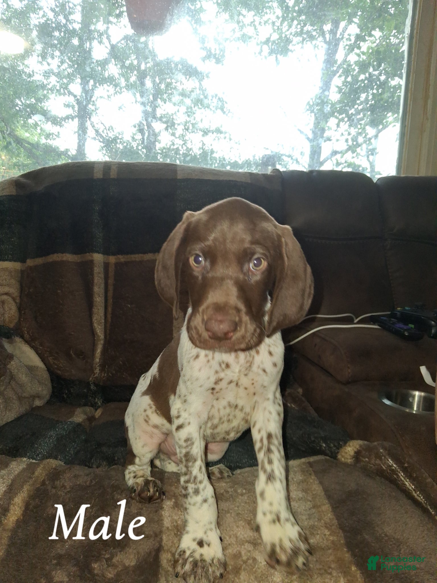 German Shorthaired Pointer dogs German Shorthaired Pointer Puppy 1 - Ad 16