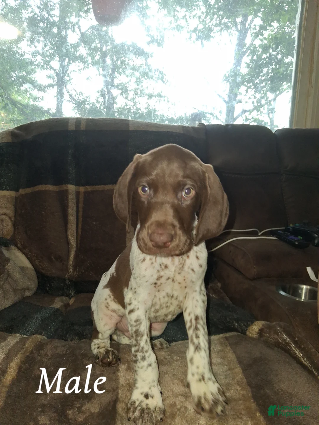 German Shorthaired Pointer dogs for sale: German Shorthaired Pointer Puppy 1 - Ad 1