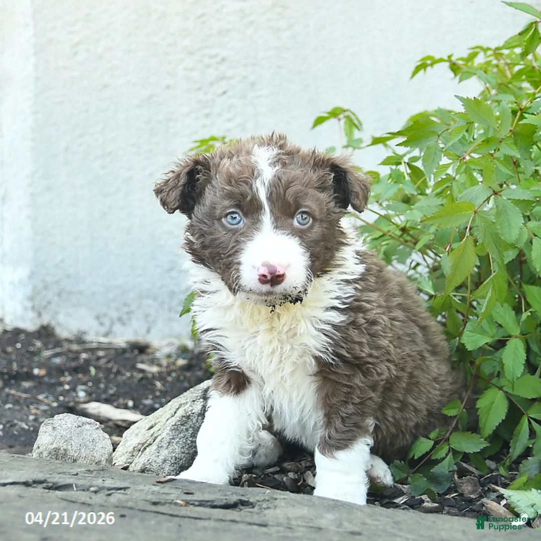Border Collie dogs for sale: Casper  - Ad 2