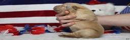 Golden Retriever dogs for sale: Babka - Ad 3
