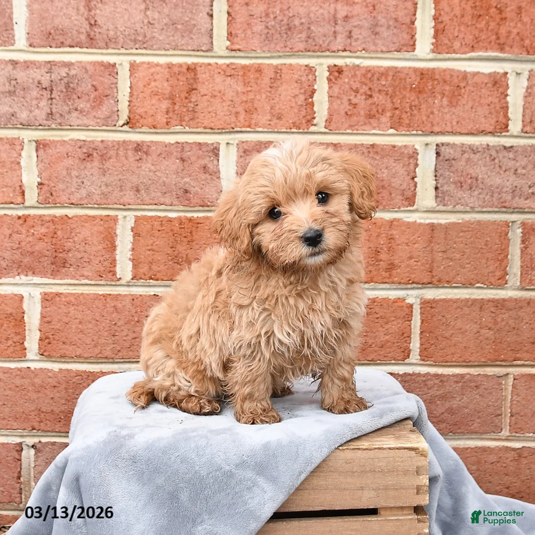 Maltipoo dogs for sale: Mickey - Ad 1