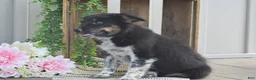 Mixed Breed dogs for sale: Brook - Ad 5