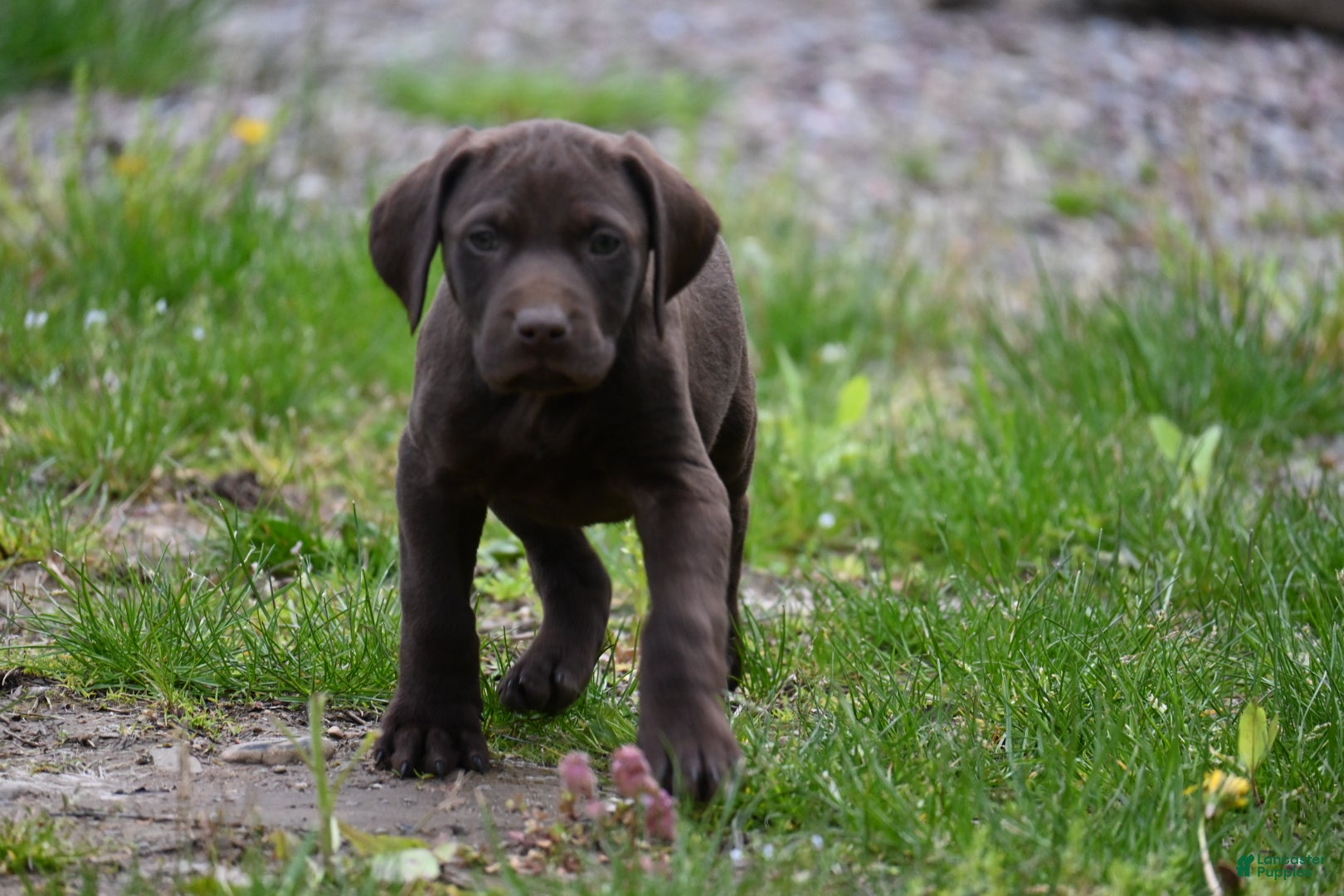 German Shorthaired Pointer dogs Buck - Ad 1