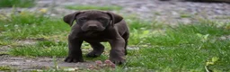 German Shorthaired Pointer dogs for sale: Buck - Ad 1