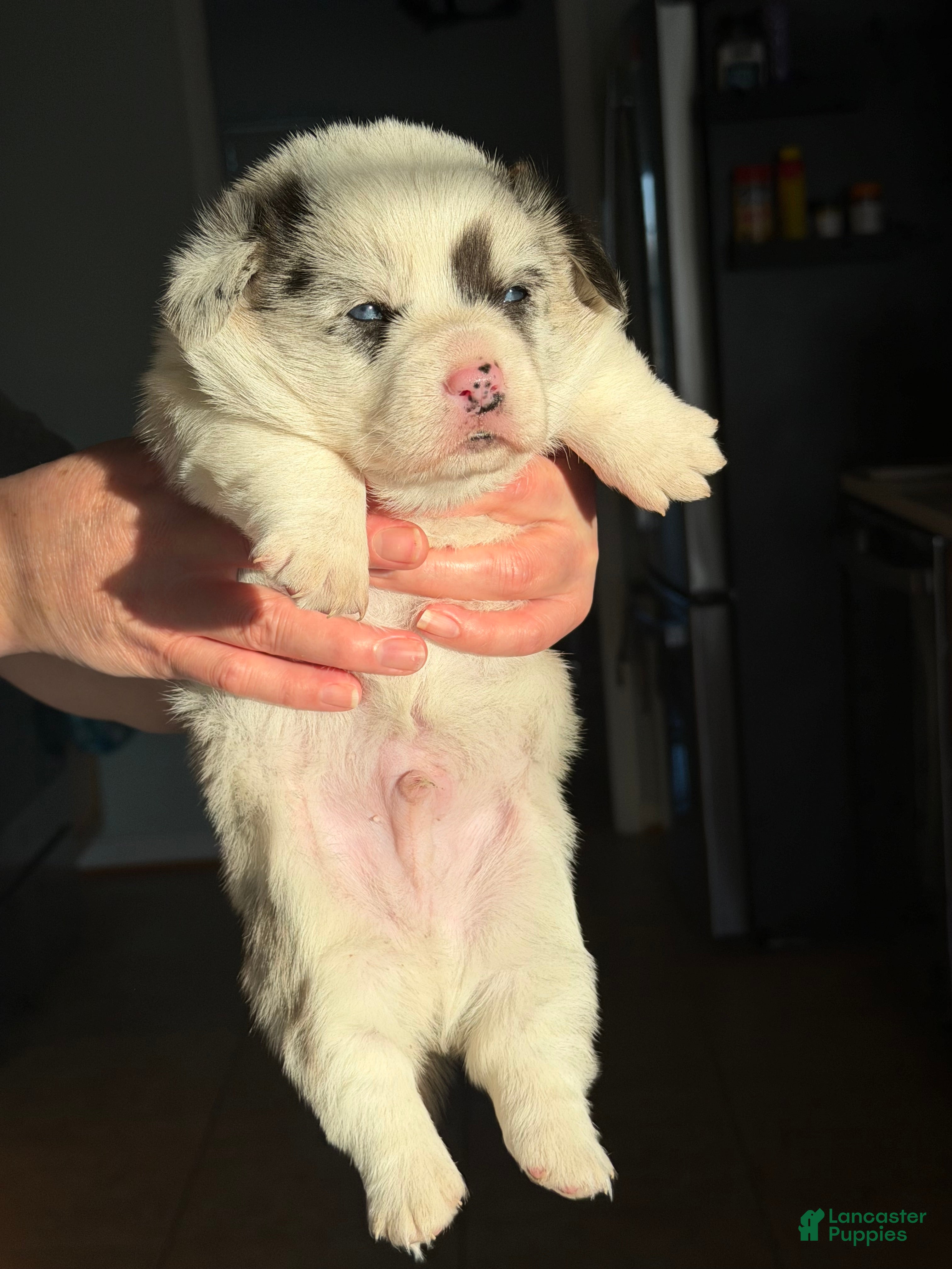 Welsh Corgi Pembroke dogs Yoshi - Ad 38