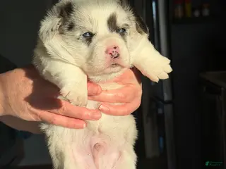 Welsh Corgi Pembroke dogs for sale: Yoshi - Ad 2