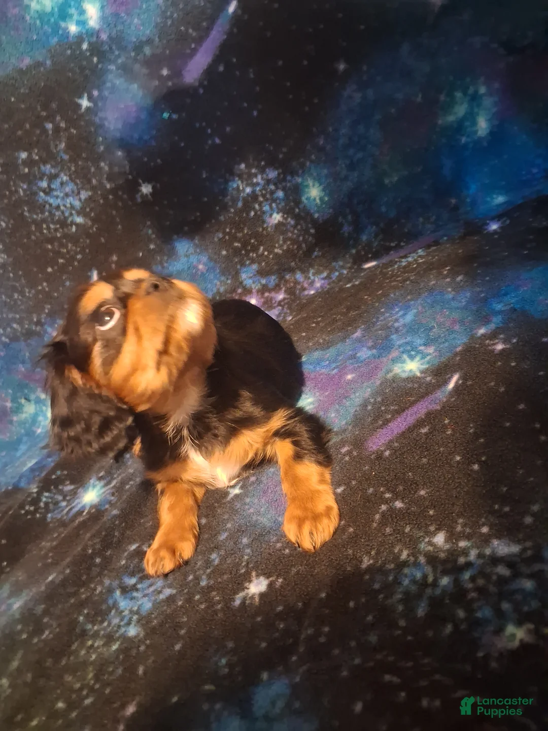 Cavalier King Charles Spaniel dogs for sale: Sebastian - Ad 1