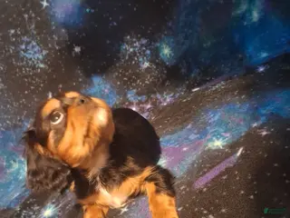 Cavalier King Charles Spaniel dogs Sebastian - Ad 1