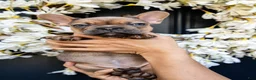 French Bulldog dogs for sale: Blanche  - Ad 1