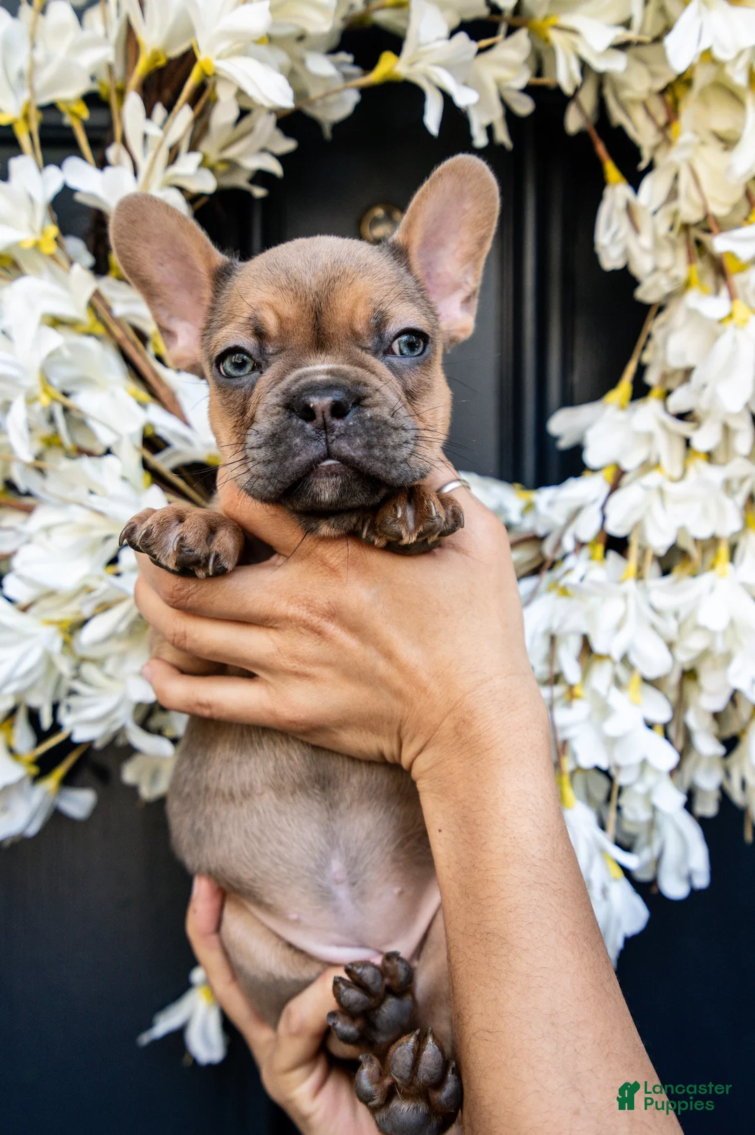 French Bulldog dogs for sale: Blanche  - Ad 1